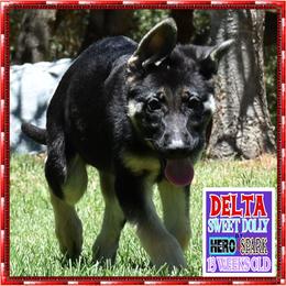 DELTA I am just too CUTE - Black and cream female German Shepherd puppy in Murrieta, California from Diamond Oaks German Shepherds