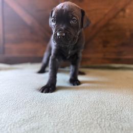 Cane Corso Puppies from Cowan Farms