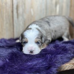 Milkshake - Blue merle male Bernedoodle puppy in El Campo, Texas from Little Fur Friends Bernedoodles