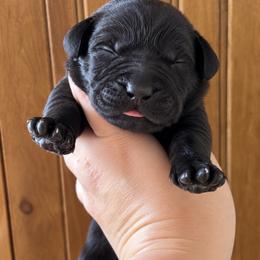 Chase - Black male Labrador Retriever puppy in Tomahawk, Wisconsin from Mahner Labs