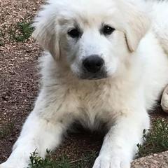 Colorado Mountain Dogs from Tereo Ranch