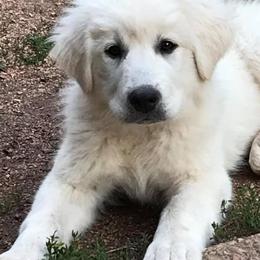 Colorado Mountain Dogs from Tereo Ranch
