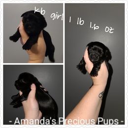 Girl 1 - Yorkshire Terrier puppy in Wartburg, Tennessee from Amanda's Precious Pups