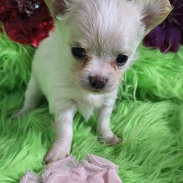 AKC Destiny - Cream and white female Chihuahua puppy in Emory, Texas from Mel's Wags & Kisses