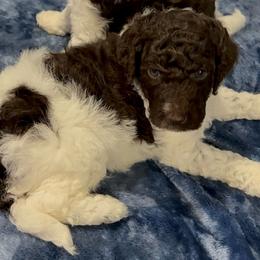 Boy 2 - Parti male Goldendoodle puppy in Ashford, Alabama from Blue Collar Kennel