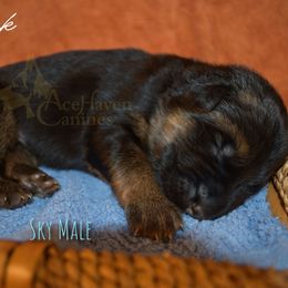 Sky Collar - Black and red male German Shepherd puppy in Orlando, Florida from AceHaven Canines