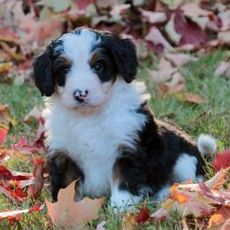 Chase - Tri-color male Bernedoodle puppy in Lancaster, Pennsylvania from Homestead Bernedoodles