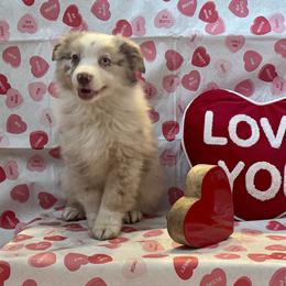 Macchiato - Red merle male Australian Shepherd puppy in Rochelle, Illinois from Countryside Kennels and Aussies