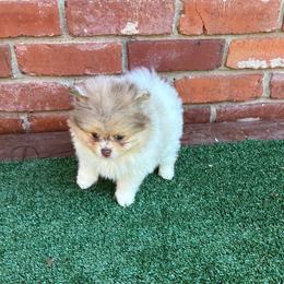 Amy - Chocolate merle female Pomeranian puppy in Inola, Oklahoma from My Bella’s Pomeranians