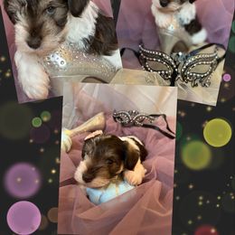 Miniature Schnauzer Puppies from Simply Charming Mini’s