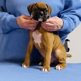 Purple - Fawn male Boxer puppy in Butler, Pennsylvania from Schaible's Boxer Huddle