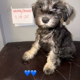 Miniature Schnauzer Puppies from Sissy’s Schnauzers