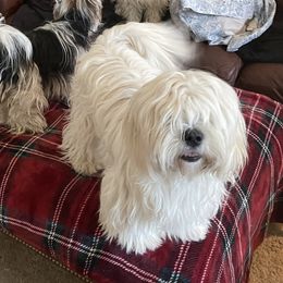 Diamond - Biewer Terrier