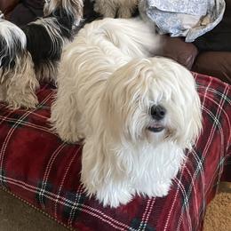 Diamond - Biewer Terrier