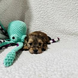 'Bashful' - Tan male Morkie puppy in Durand, Wisconsin from Larson’s Legacy Aussome Aussie Kennels