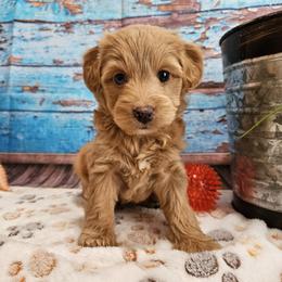 Sasha - Red female Aussiedoodle puppy in Lebanon, Missouri from Perkins Pups