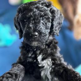 Sheep (Black white paw) - Black male Goldendoodle puppy in Toledo, Ohio from Avery Doodle Day LLC