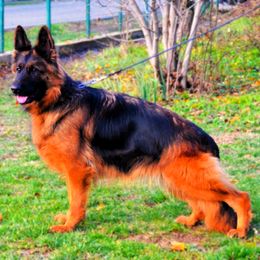 German Shepherd puppies from Von WestLynn German Shepherds