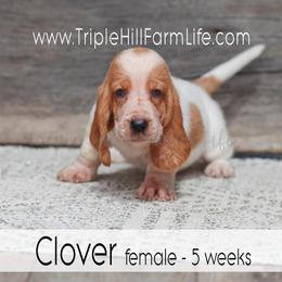 Clover - Red and white female Basset Hound puppy in Jefferson City, Missouri from Triple Hill Farm