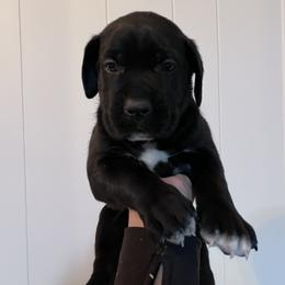 Cane Corso Puppies from The Dorado Ranch