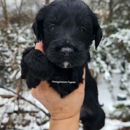Mistletoe - Black female Goldendoodle puppy in Pennsylvania from Pennsylvanian Puppies