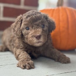 Brownie - male Assorted Doodle Crosses puppy in Denver, Pennsylvania from Redcay's Mini Bernedoodles