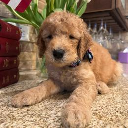 Harry (the second) - Cream male Goldendoodle puppy in De Land, Florida from Rezapour Doodle Estate