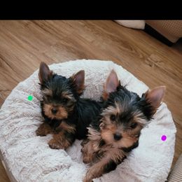 Yorkshire Terrier Puppies from Cantlon Yorkshire Terriers