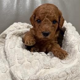 Boy 2 - Apricot male Goldendoodle puppy in Sacramento, California from Goldendoodlesca
