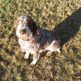 Kwayke - Wirehaired Pointing Griffon