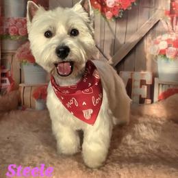 Steele - West Highland White Terrier