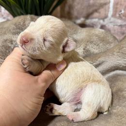 Stony - Wheaten male Miniature Schnauzer puppy in Lufkin, Texas from C&K’s Schnauzer House