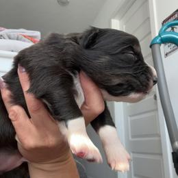 Ollie - Black tri male Miniature Australian Shepherd puppy in Greenwood, Indiana from Above All Aussies