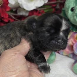 Blue boy - Black male Shih Tzu puppy in Buda, Texas from Vickie's Shih Tzus