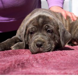 Ace - Gray brindle Cane Corso puppy in Arlington, Washington from Folkvar Cane Corso