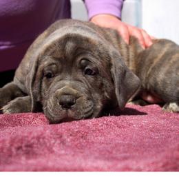 Ace - Gray brindle Cane Corso puppy in Arlington, Washington from Folkvar Cane Corso