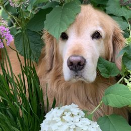 Golden Retrievers from Firefly Cottage Golden Retrievers