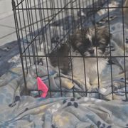 French Bulldogs, Goldendoodles, and Mal-Shis from Courtney Nicole's Goldendoodles