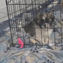 French Bulldogs, Goldendoodles, and Mal-Shis from Courtney Nicole's Goldendoodles