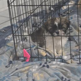 French Bulldogs, Goldendoodles, and Mal-Shis from Courtney Nicole's Goldendoodles