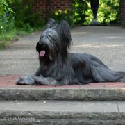 Briard Puppies from Sendero Briards