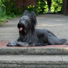 Briard Puppies from Sendero Briards