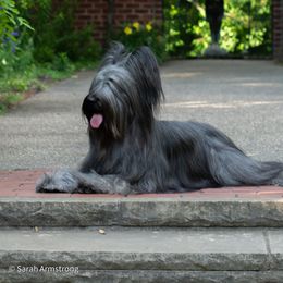 Briard Puppies from Sendero Briards