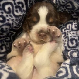 English Springer Spaniel Puppies from M L Springers