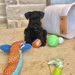 Miniature Schnauzer Puppies from Mystic Miniature Schnauzers