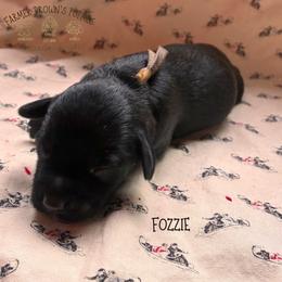 Fozzie - Black and tan male Schnoodle puppy in Sedalia, Missouri from Farmer Brown's Puppies