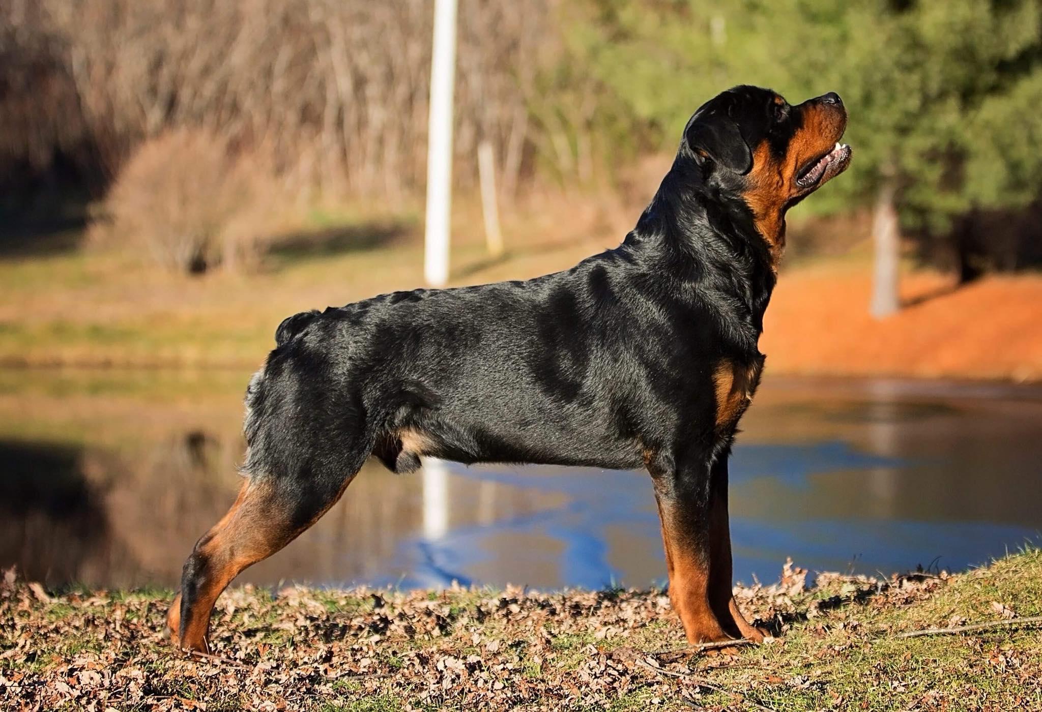 Lonecreek Rottweilers in Texas | Rottweiler puppies | Good Dog