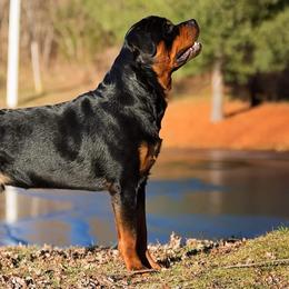 Rottweilers from Lonecreek Rottweilers