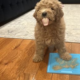 Goldendoodle Puppies from Mini Goldendoodles of New England