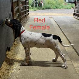 Red - Blue ticked female Bluetick Coonhound puppy in Bennett, Colorado from 5280 Blue Ticks